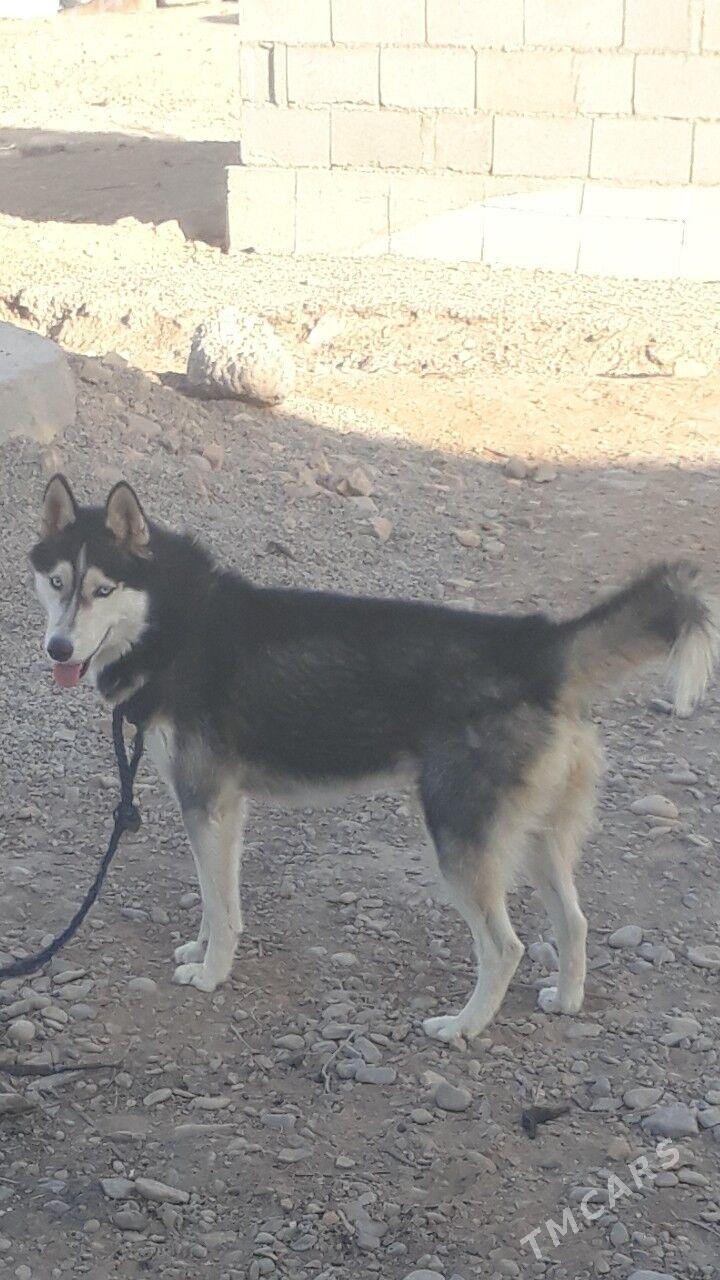 HASKI - Tejen - img 3