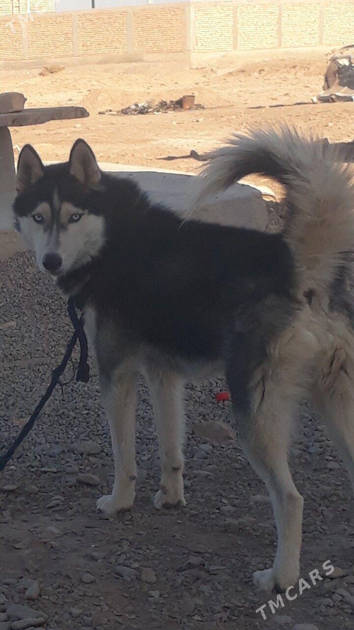 HASKI - Tejen - img 2