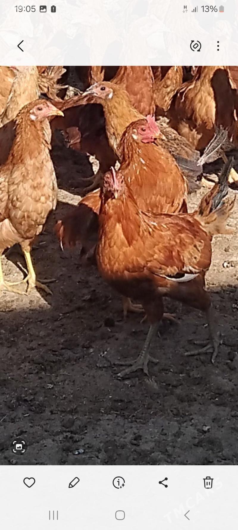 horaz juje - Кака - img 3