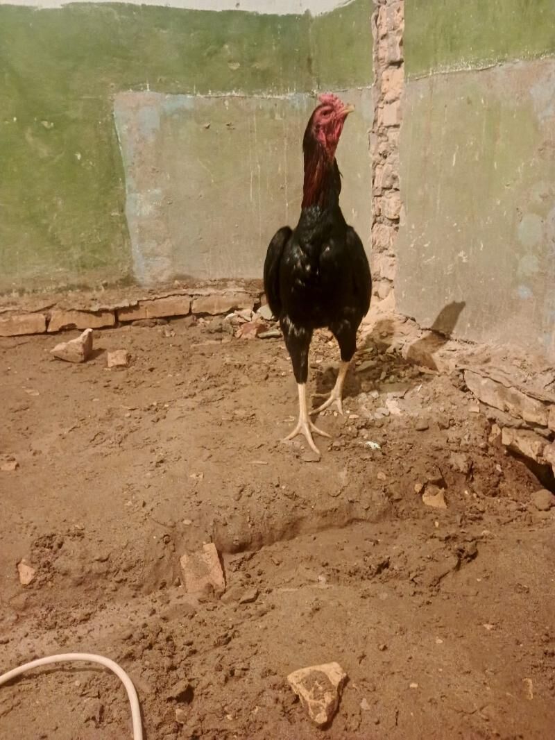 Baysy horaz - Саят - img 7