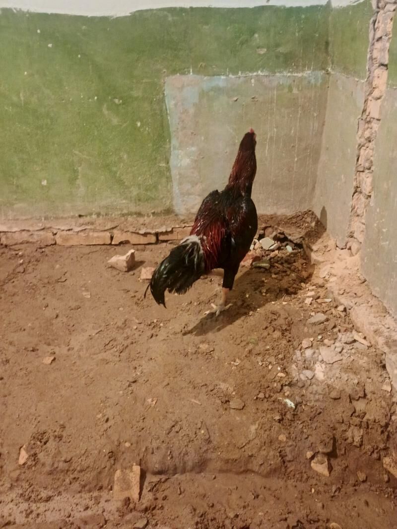 Baysy horaz - Саят - img 8