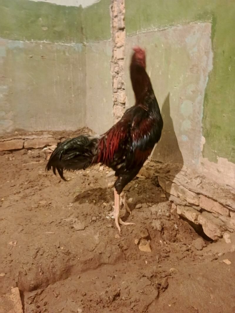 Baysy horaz - Саят - img 5