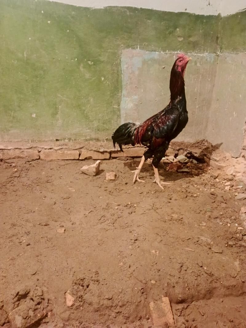 Baysy horaz - Саят - img 4