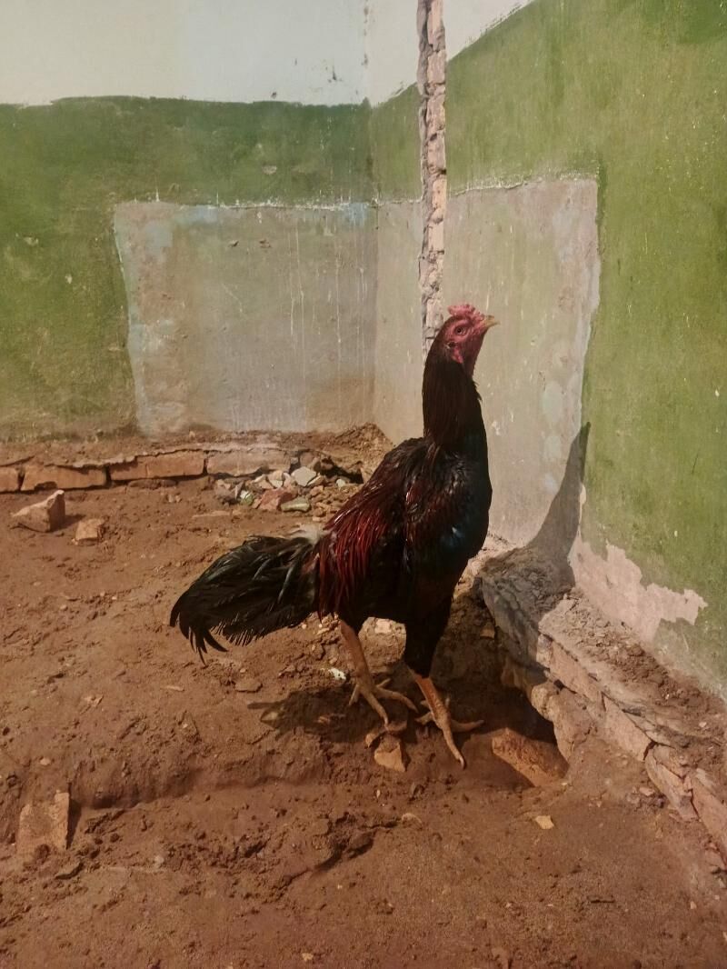 Baysy horaz - Саят - img 3