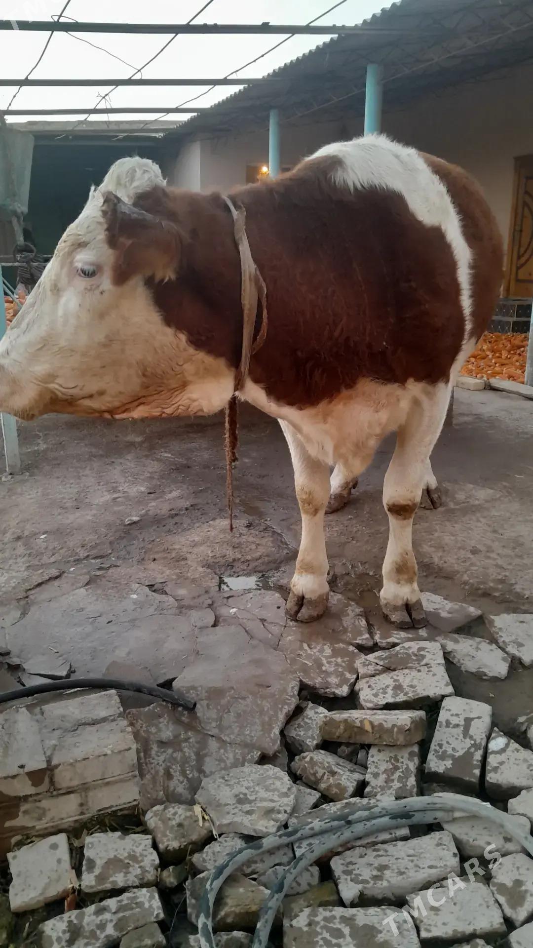 simmental sygyr - Kerki - img 2