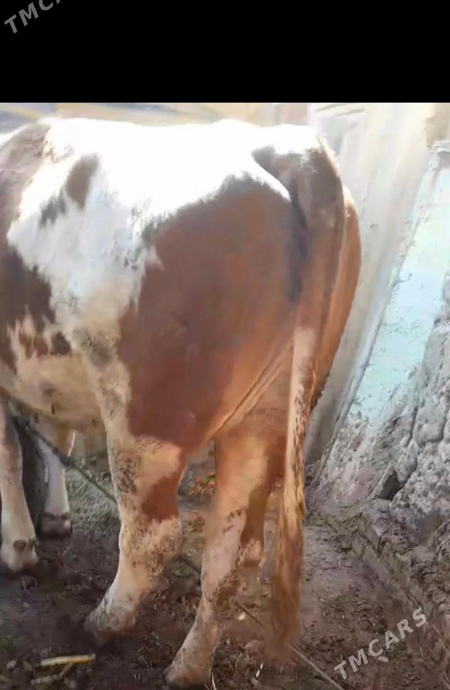 simmental sygyr - Kerki - img 3