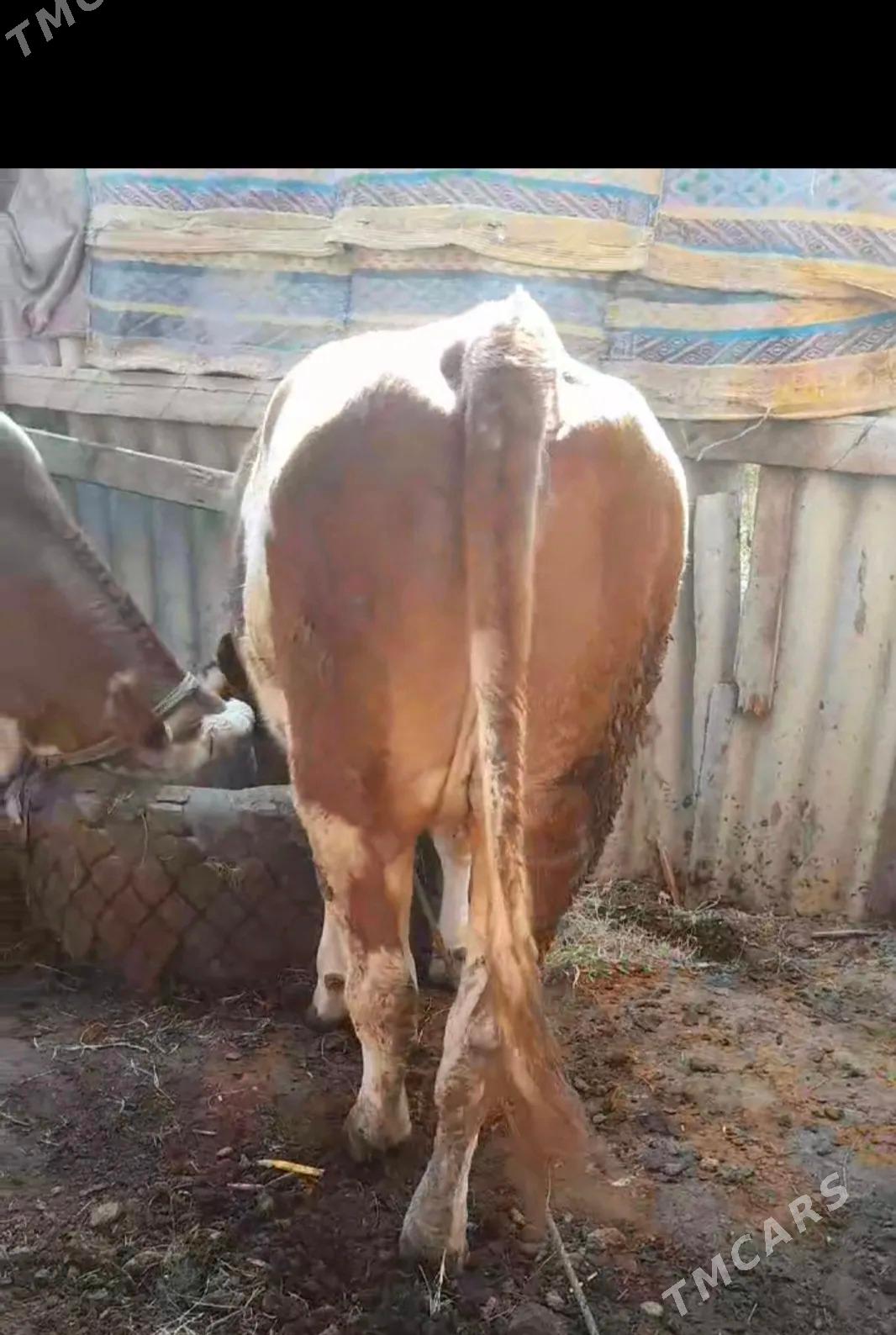 simmental sygyr - Kerki - img 4