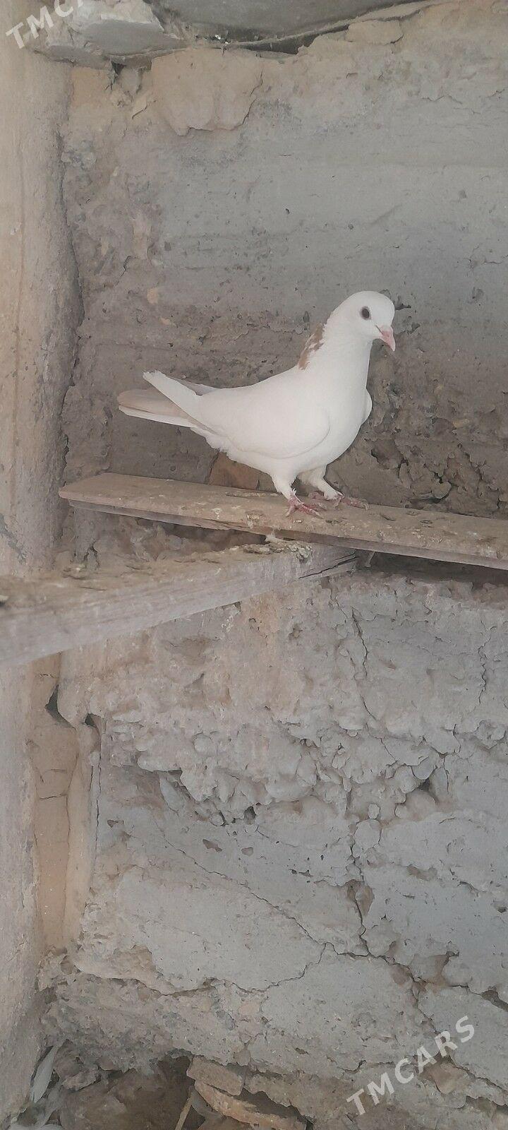 kepderi - Gyzylarbat - img 1