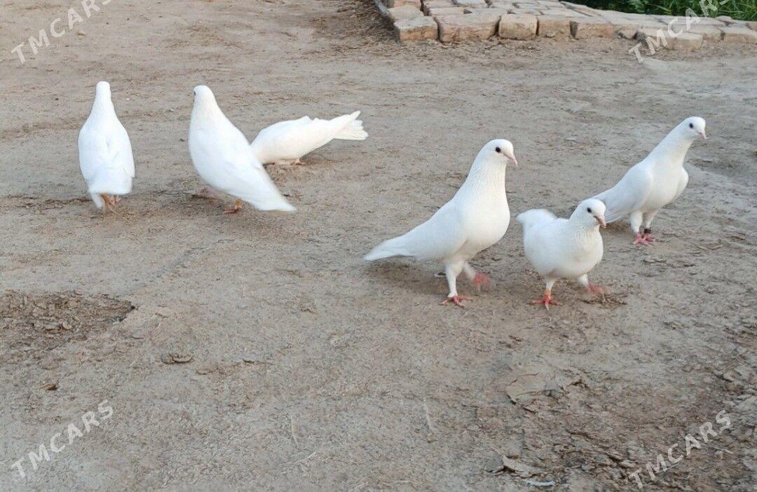 kepderi - Mary - img 3