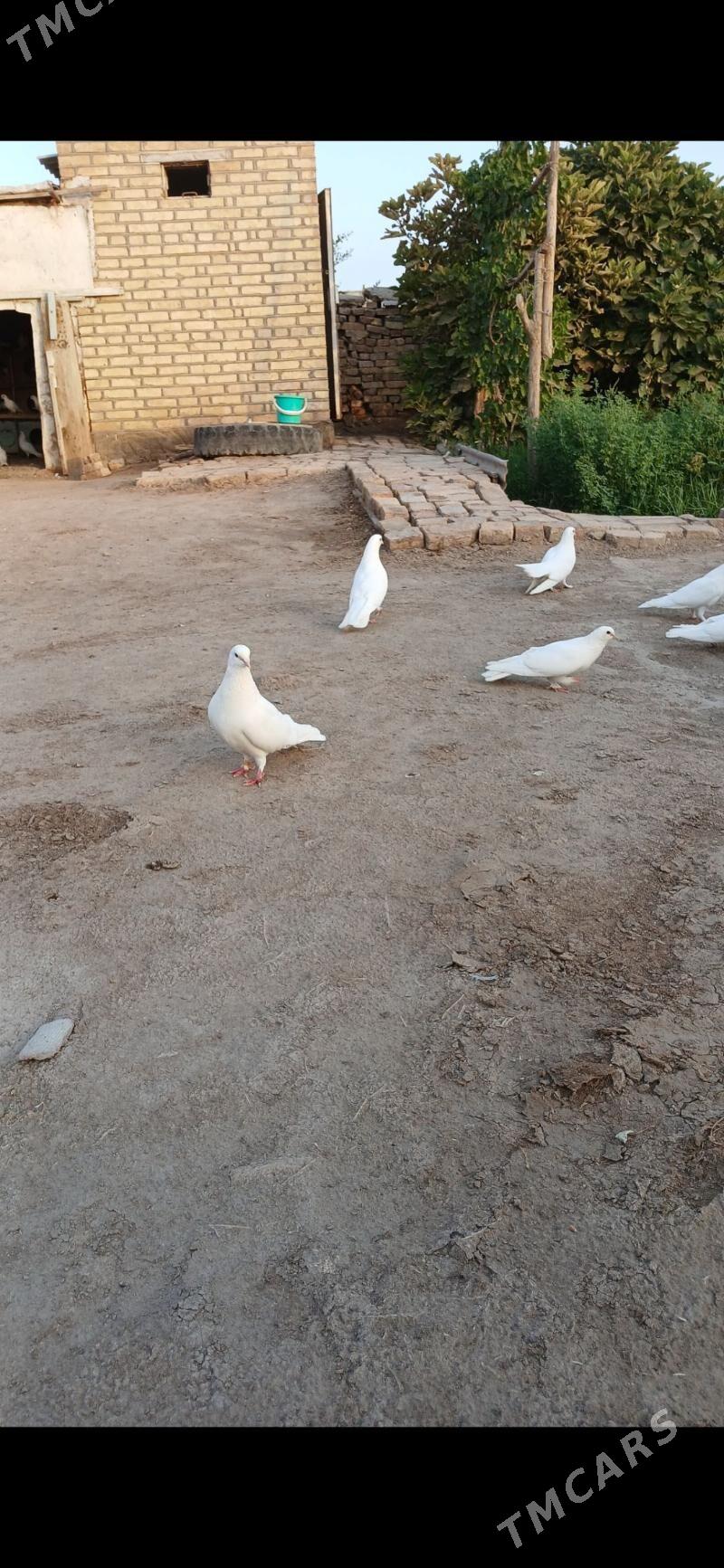 kepderi - Mary - img 4