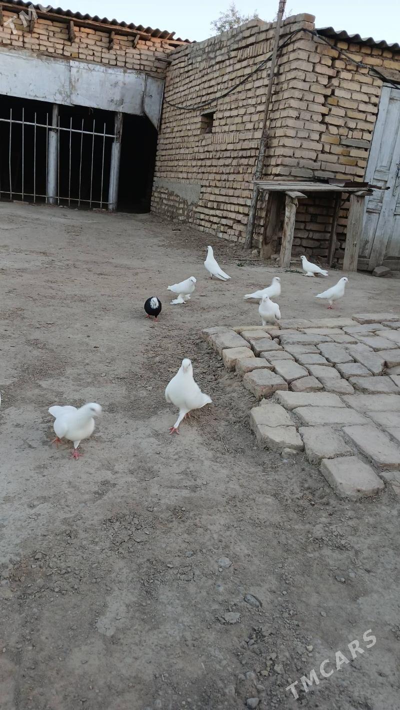 kepderi - Mary - img 5