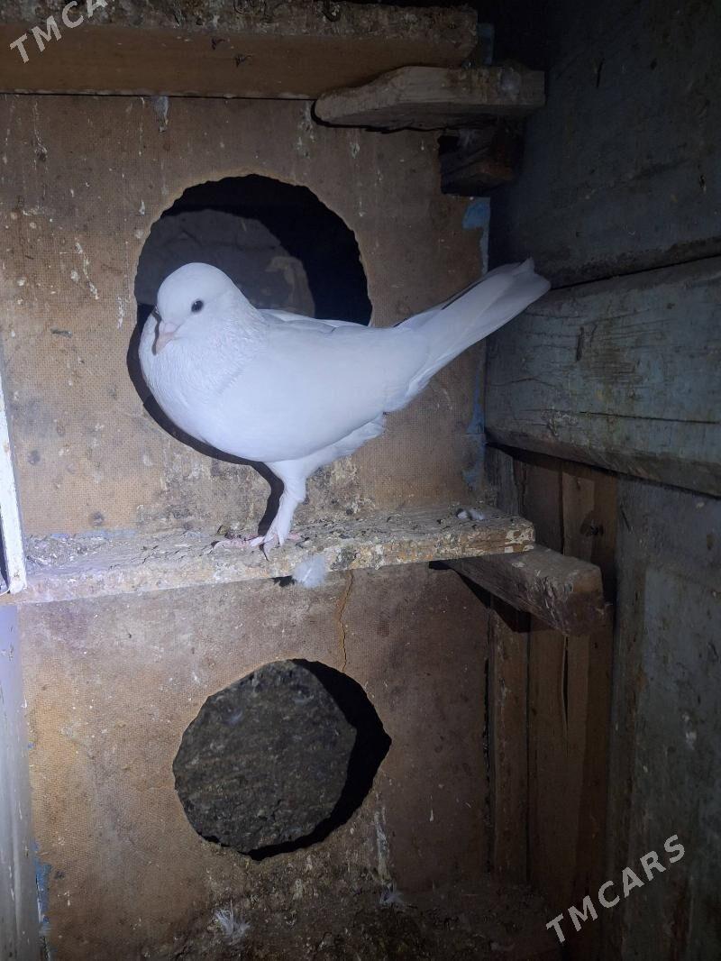 kepderi - Mary - img 7