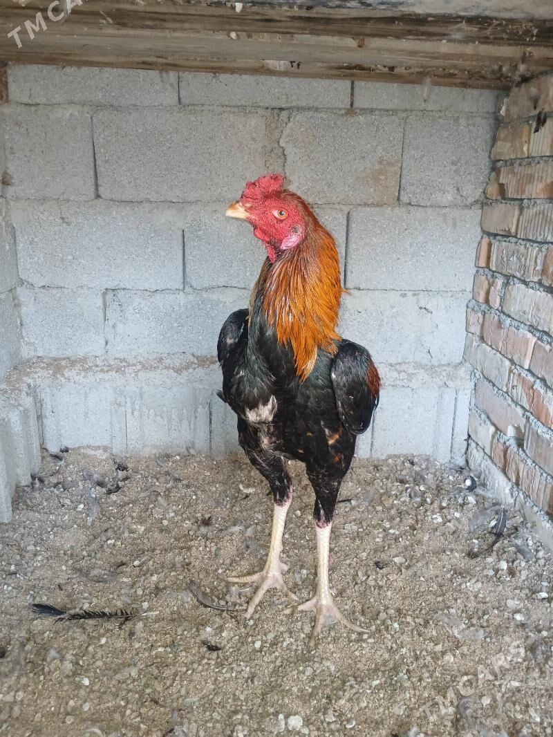 Taşgent horoz - Büzmeýin - img 4