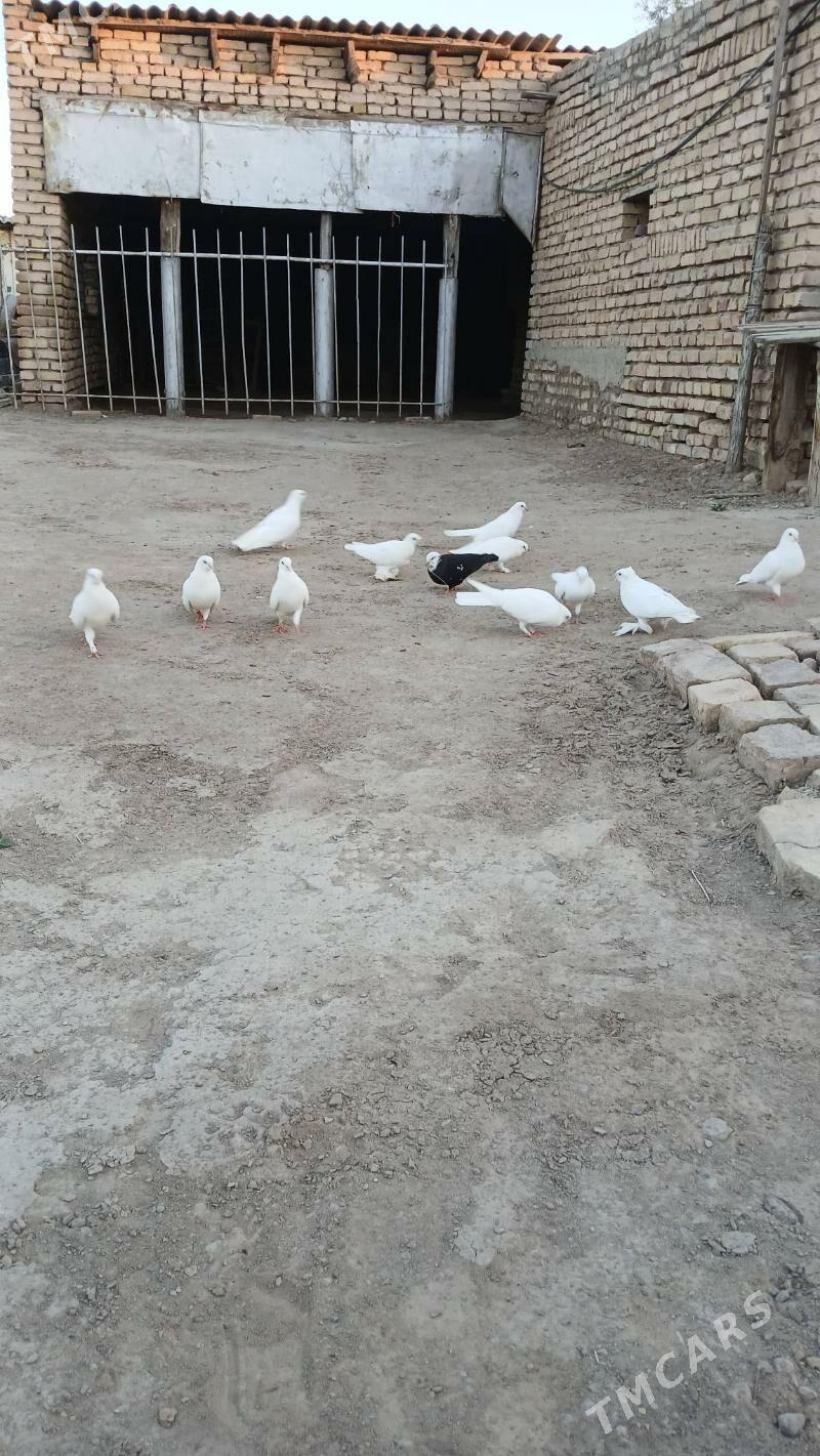 kepderi - Mary - img 6