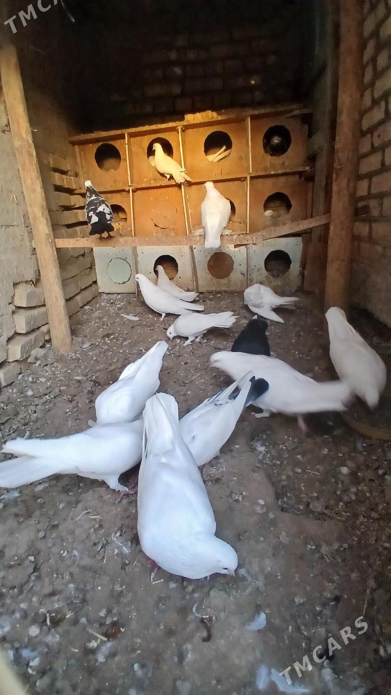 kepderi - Mary - img 2