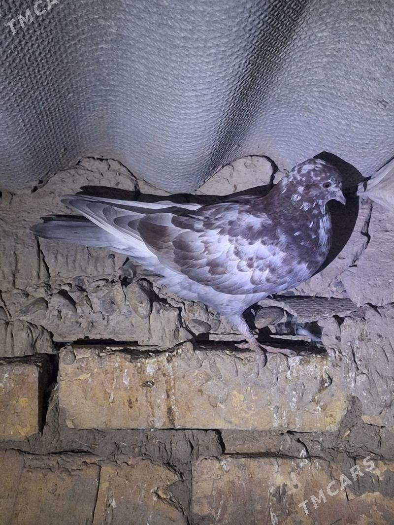 kepderi - Mary - img 8