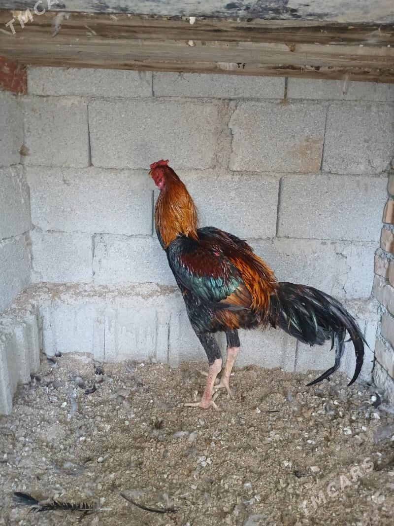 Taşgent horoz - Büzmeýin - img 2