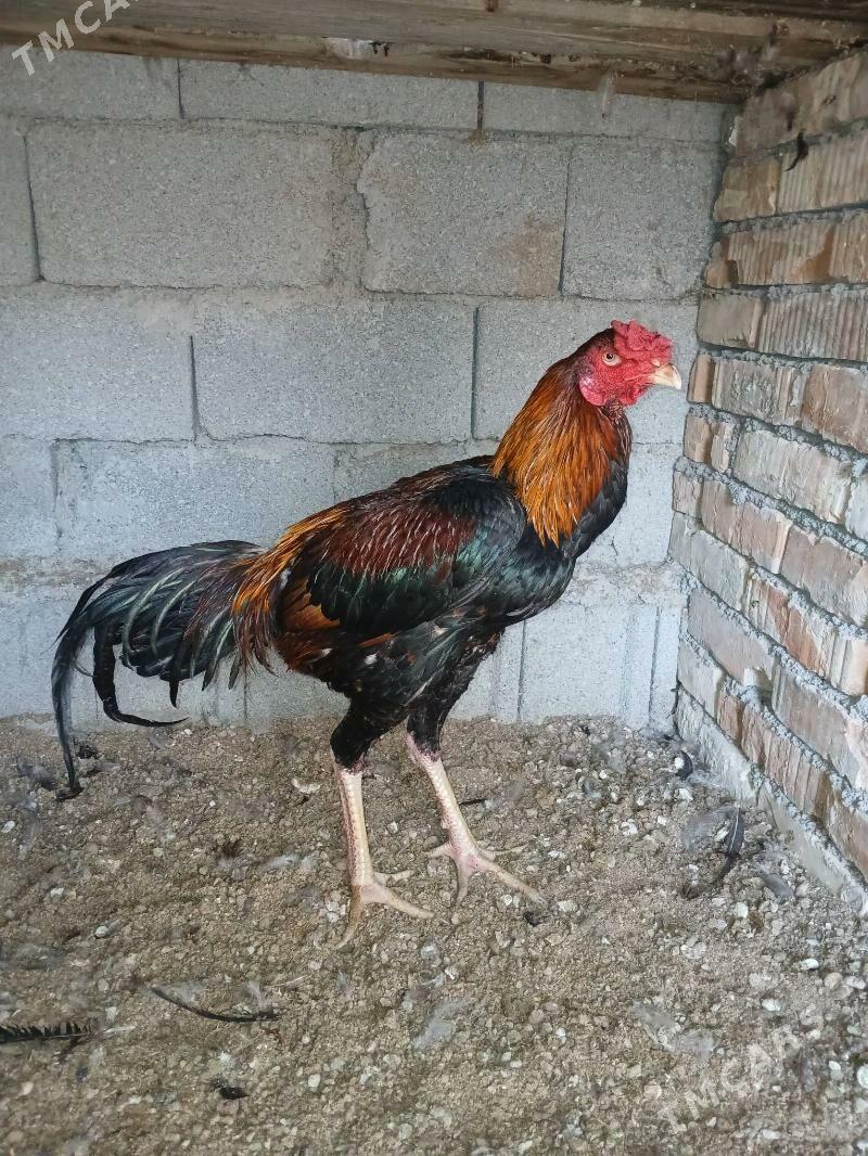 Taşgent horoz - Büzmeýin - img 3