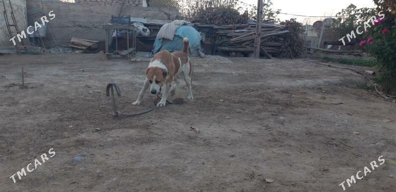 turkmen alabayy barun - Ak bugdaý etraby - img 6