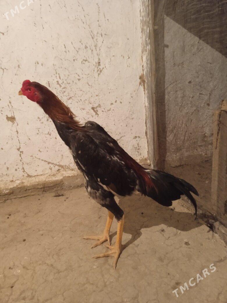 Taşkent - Bäherden - img 4