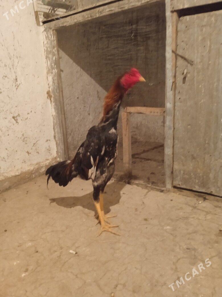 Taşkent - Bäherden - img 3