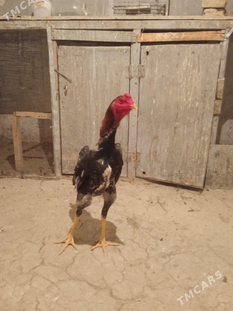 Taşkent - Bäherden - img 2