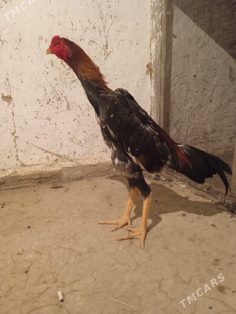 Taşkent - Bäherden - img 5