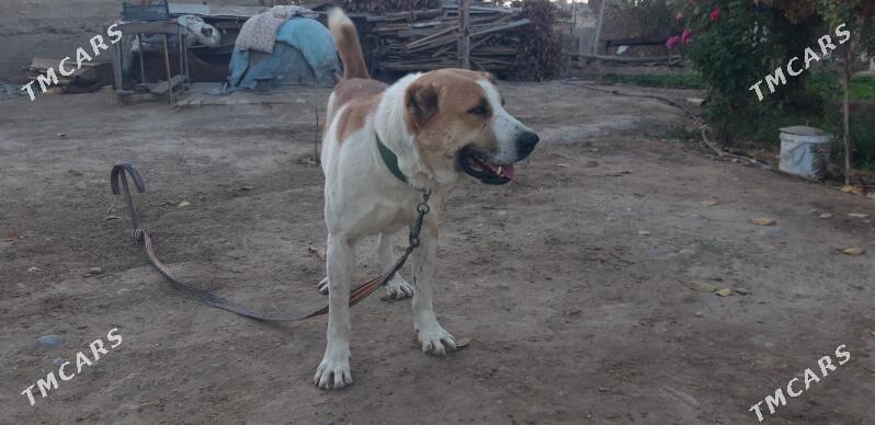 turkmen alabayy barun - Ak bugdaý etraby - img 3