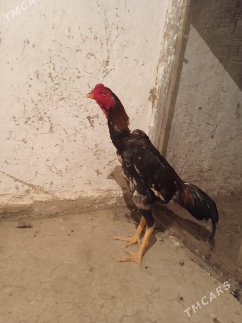 Taşkent - Bäherden - img 6