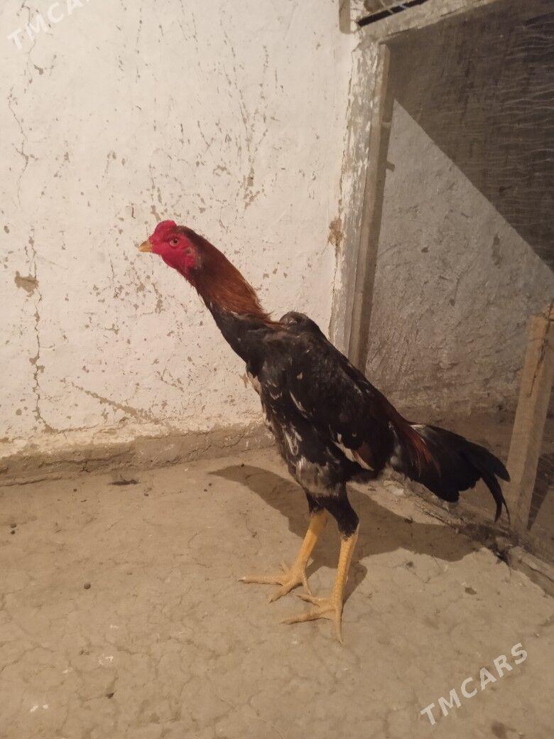 Taşkent - Bäherden - img 7