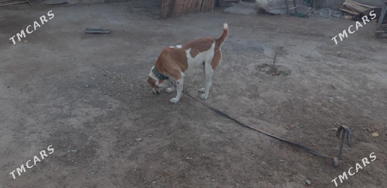 turkmen alabayy barun - Ak bugdaý etraby - img 4