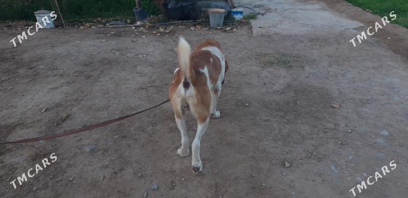 turkmen alabayy barun - Ak bugdaý etraby - img 5