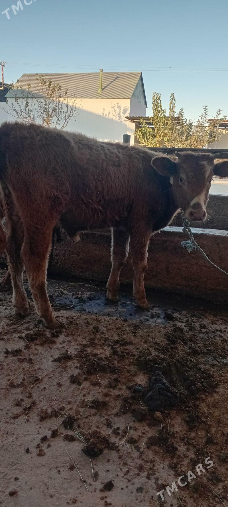 gibrid öküzler - Ашхабад - img 3