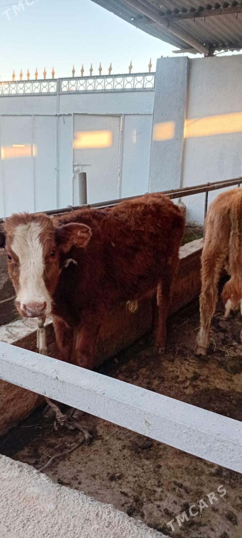 gibrid öküzler - Ашхабад - img 2