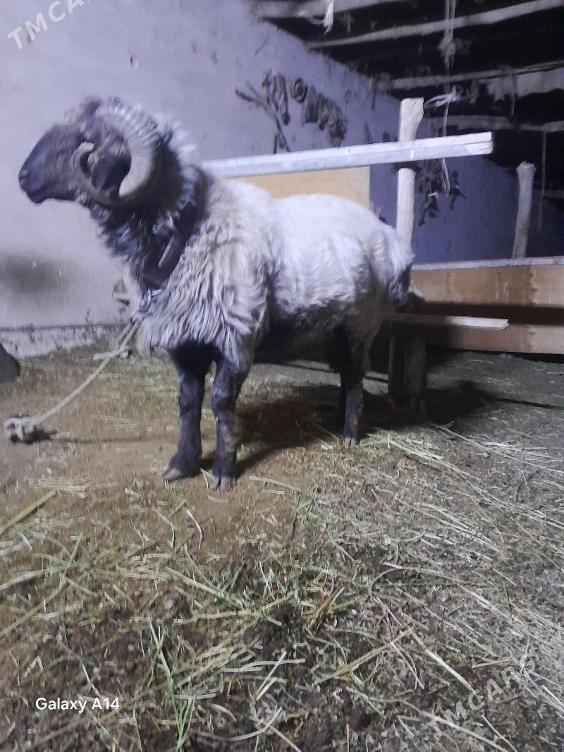 goç - Шабатский этрап - img 2