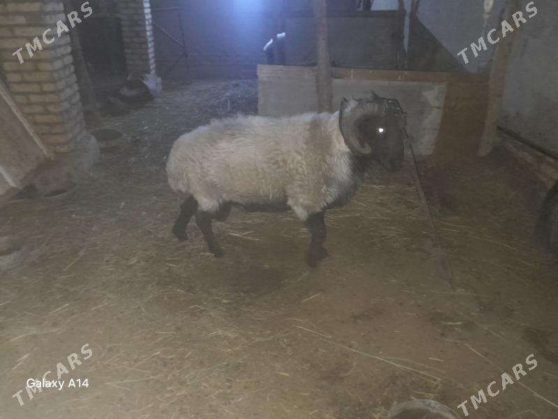 goç - Шабатский этрап - img 3