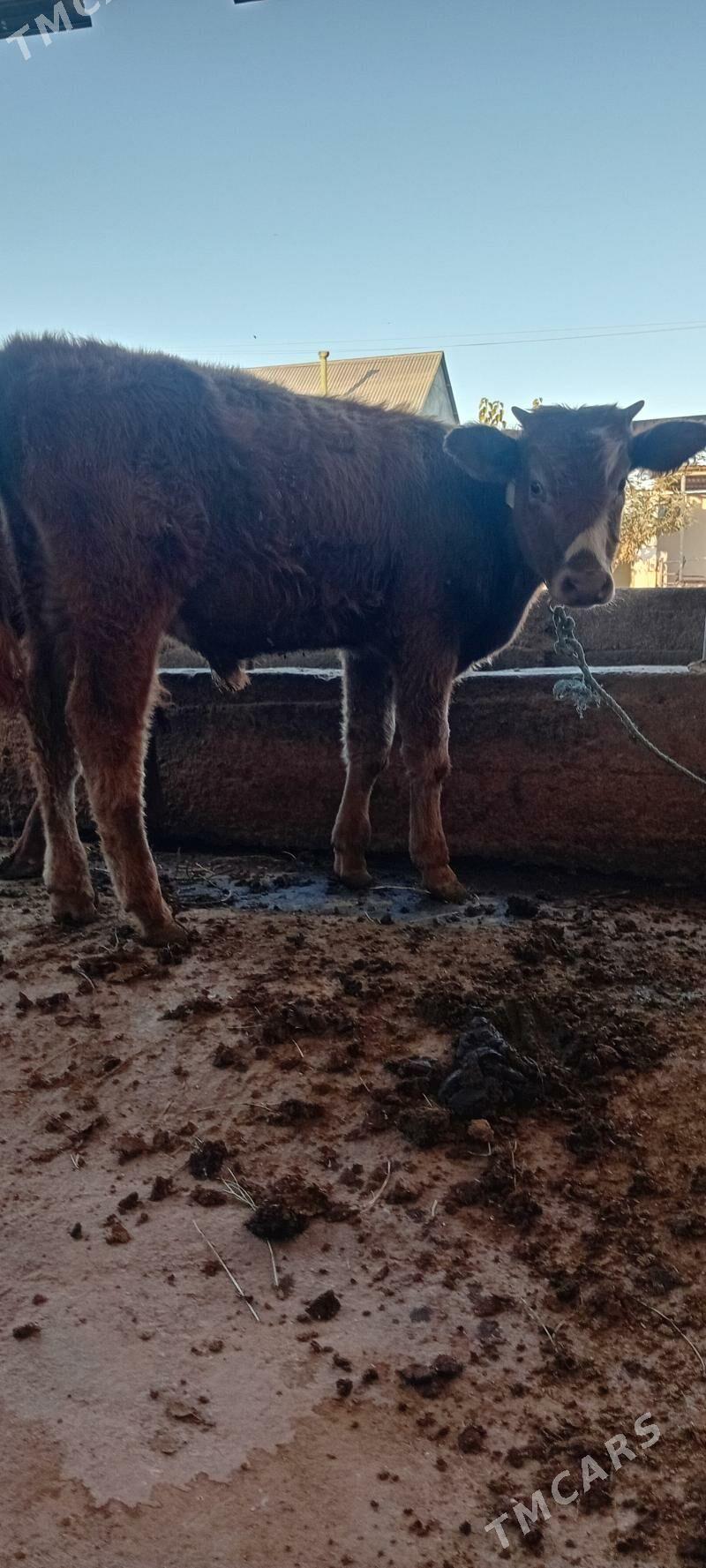 gibrid öküzler - Ашхабад - img 4