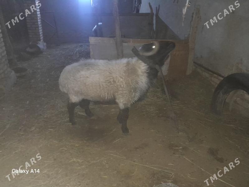 goç - Шабатский этрап - img 4