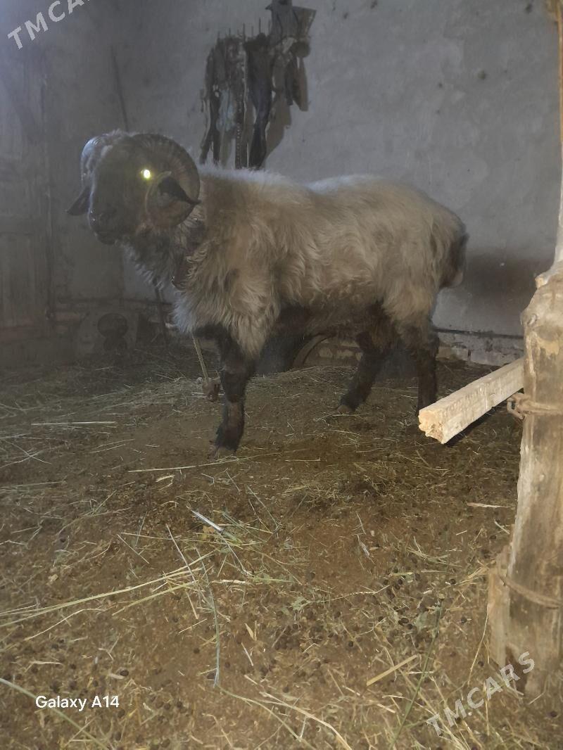 goç - Шабатский этрап - img 5