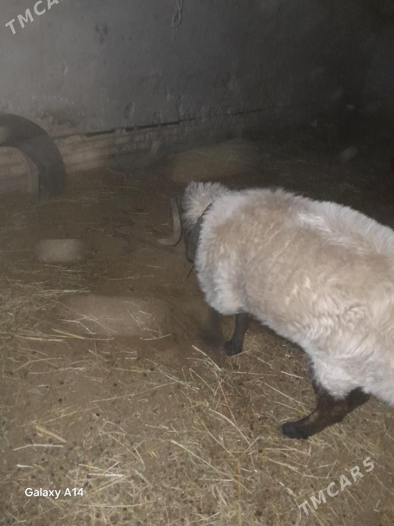 goç - Шабатский этрап - img 6