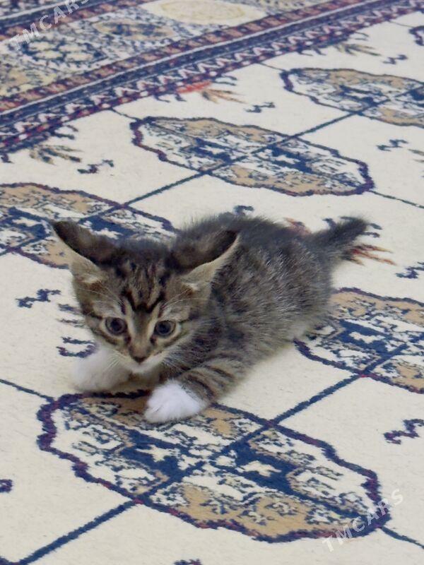 Ищем хорошие руки для кошки - Ашхабад - img 2