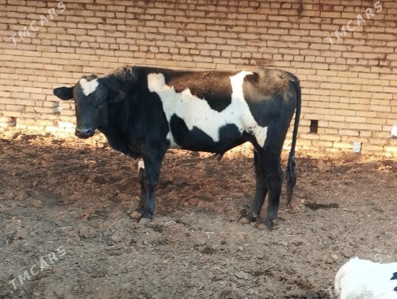 öküz - Мургап - img 2