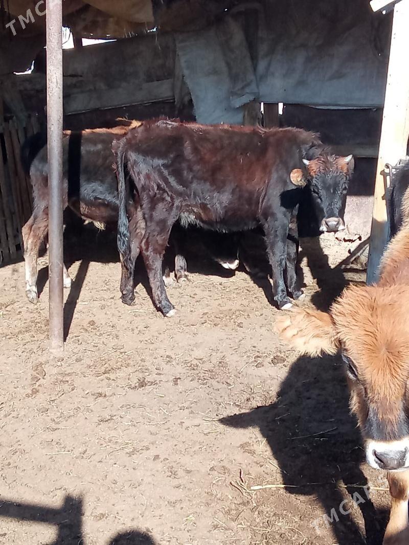 oküz we gaçar - Esenguly - img 1