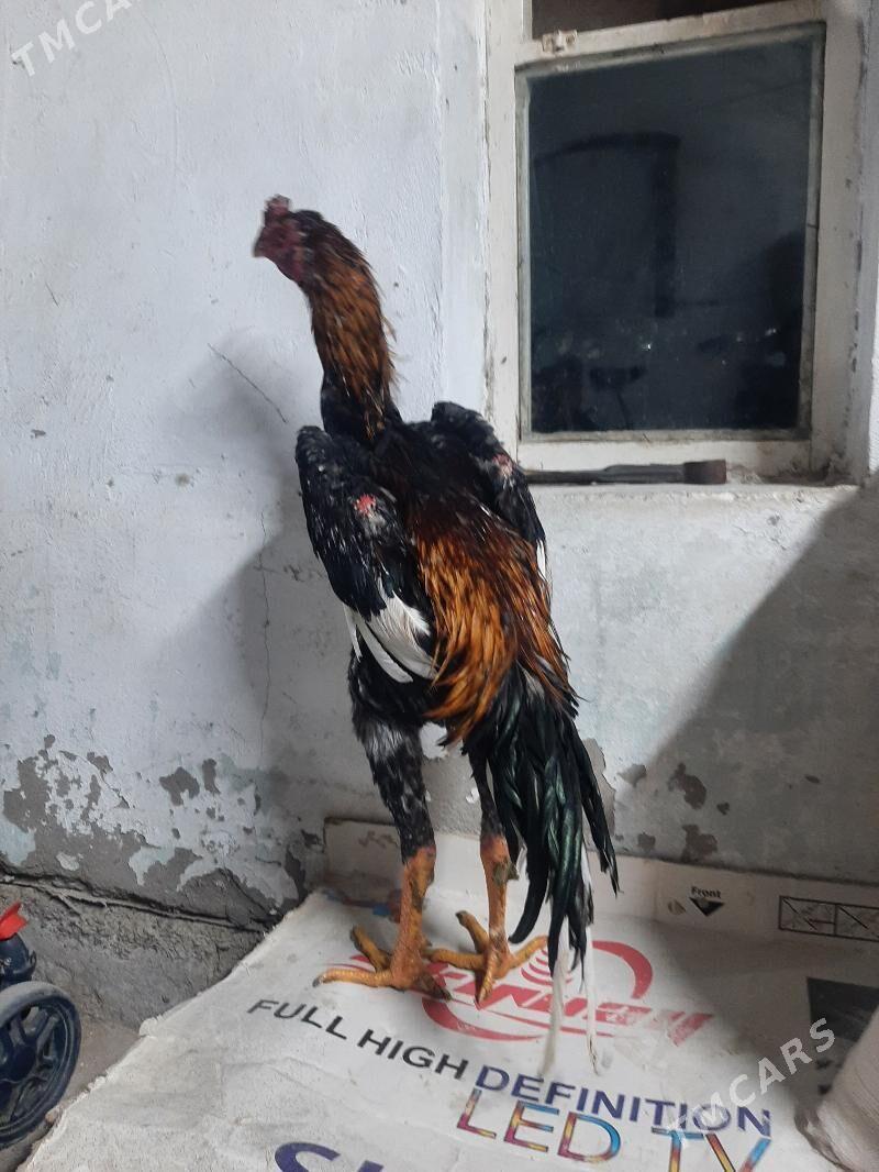 juyja horaz - Сакарчага - img 1