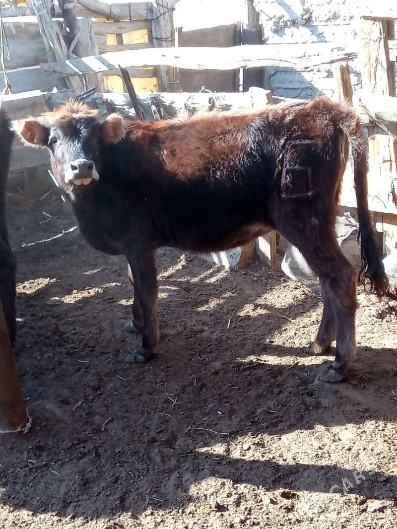 oküz we gaçar - Esenguly - img 5