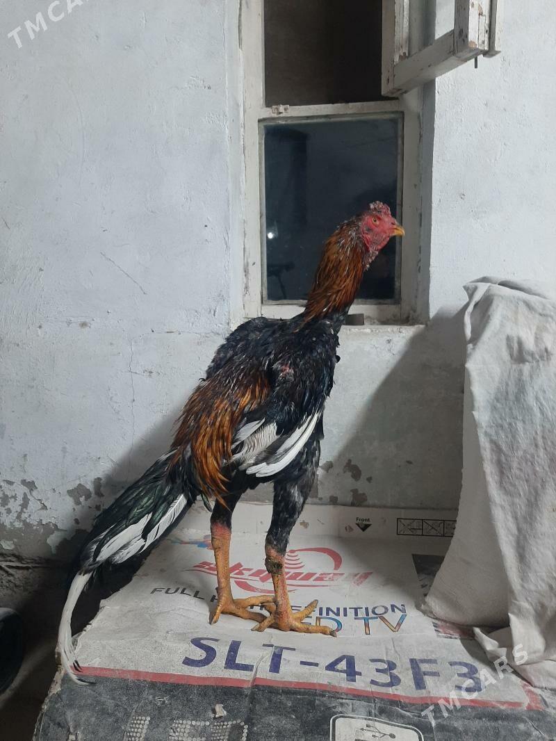 juyja horaz - Сакарчага - img 2