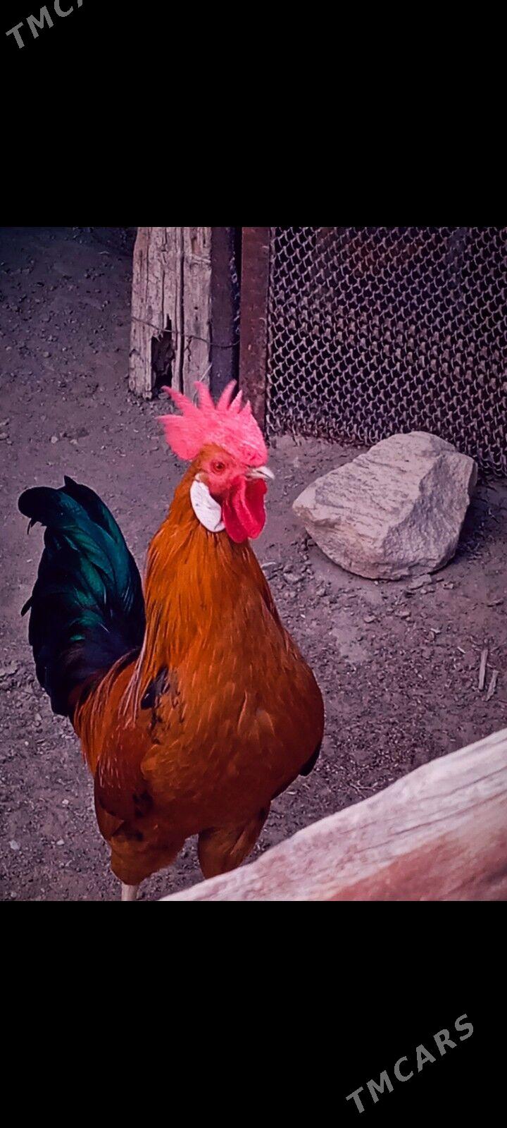 horaz - Гумдаг - img 3