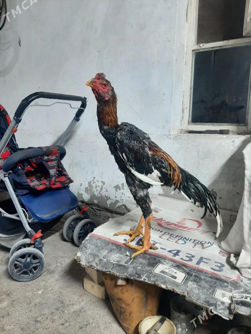 juyja horaz - Сакарчага - img 3