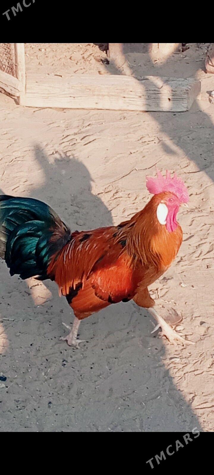 horaz - Гумдаг - img 2