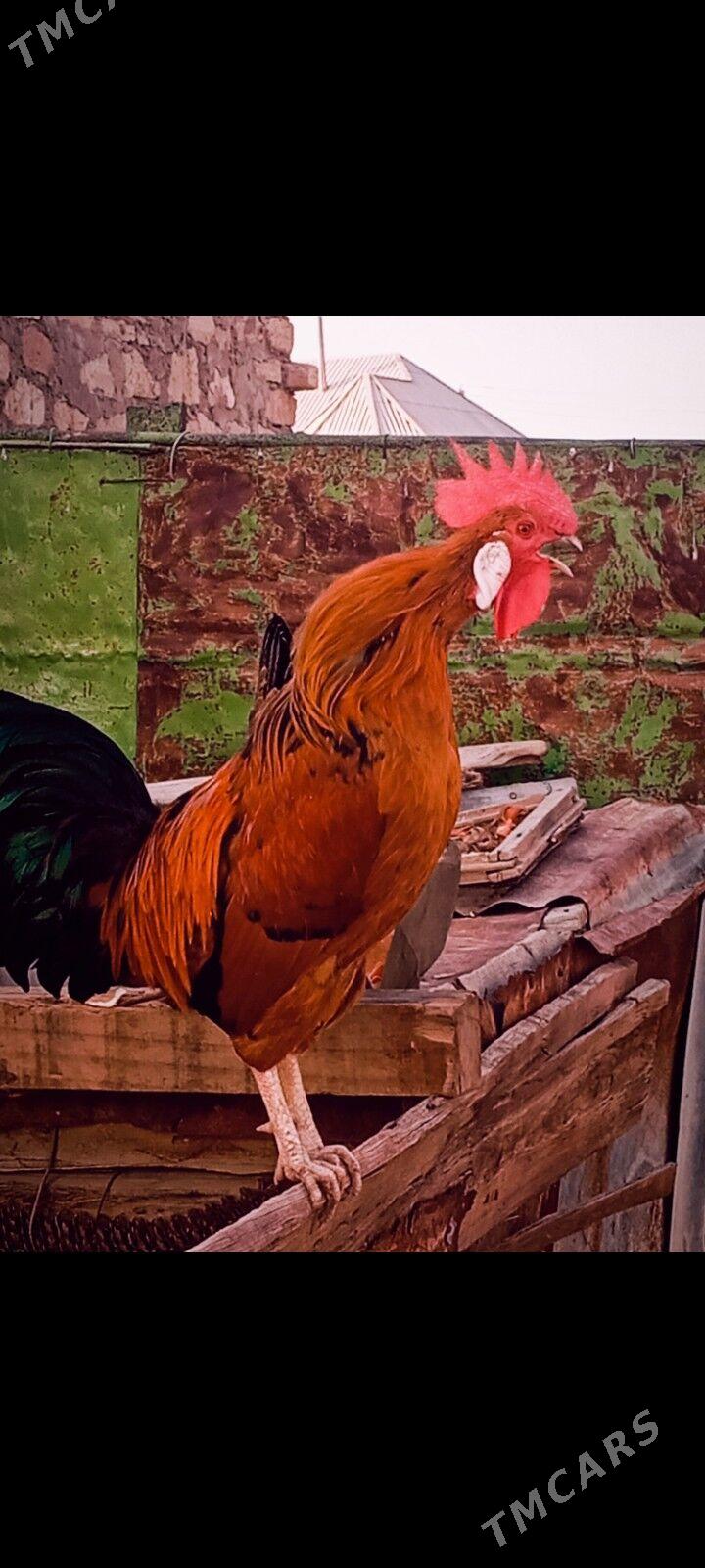 horaz - Гумдаг - img 5